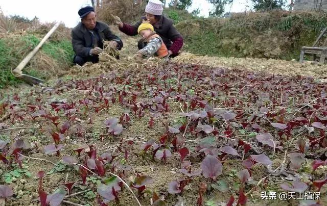 种植野菜，价格是蔬菜的两倍，现在种还不晚