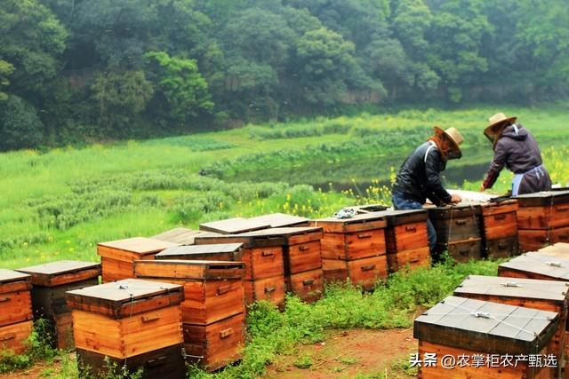 蜜蜂养殖管理技术规范_蜜蜂养殖管理技术视频_蜜蜂的养殖与管理技术