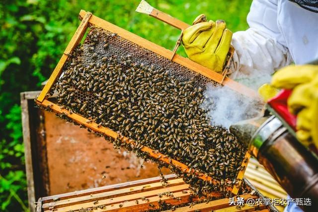 蜜蜂养殖管理技术规范_蜜蜂的养殖与管理技术_蜜蜂养殖管理技术视频