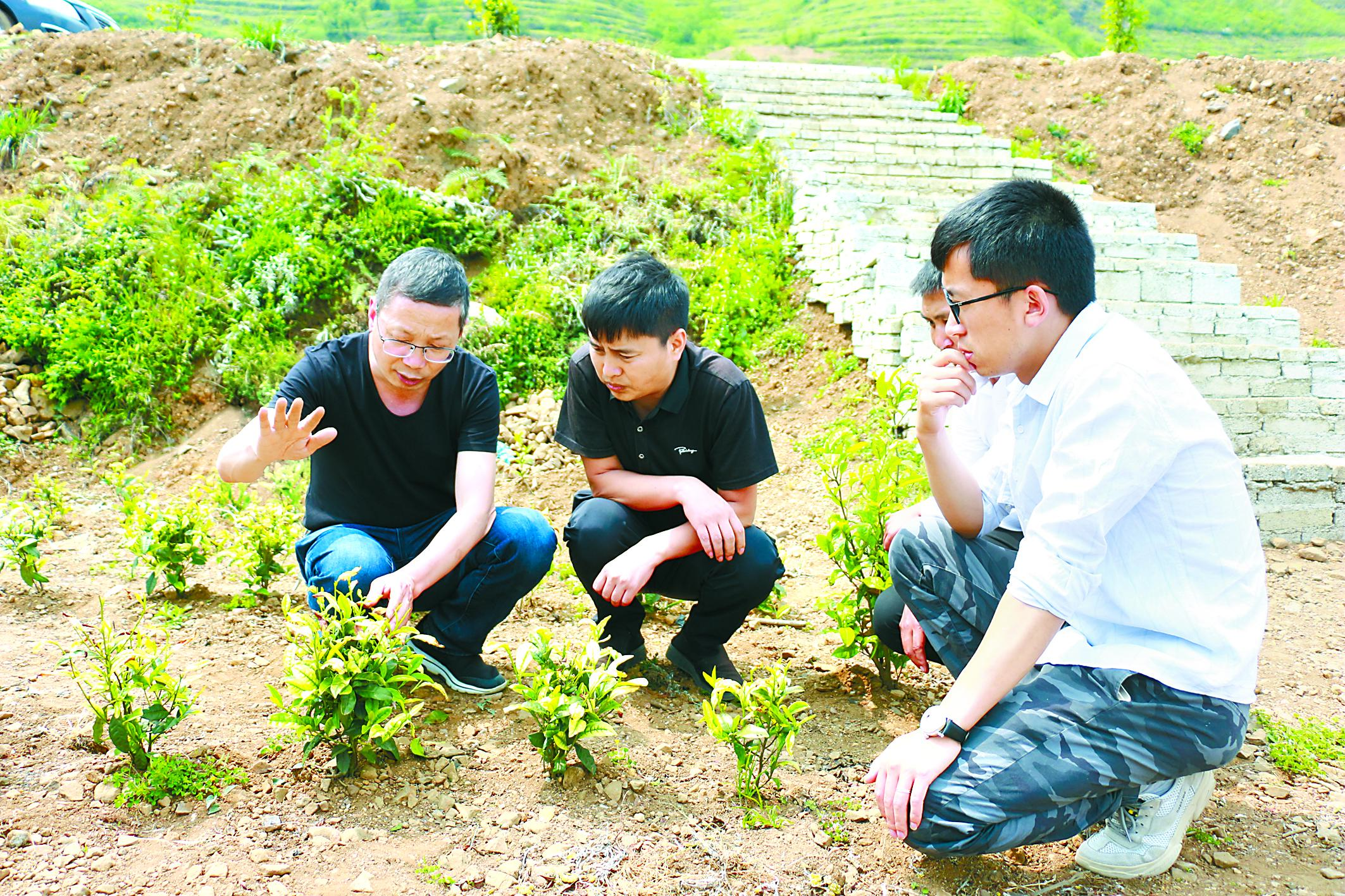 “干得最多的是帮农民朋友种好白茶”