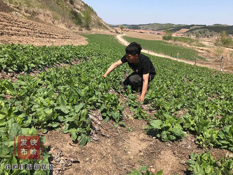 “90后”小伙回乡种野菜致富