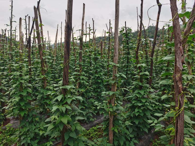 红花豆种植技术与管理_红豆花如何种植_红花豆种植技术