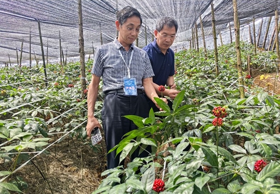 高层次人才走进金平：在边陲小城下一场帮扶的“及时雨”