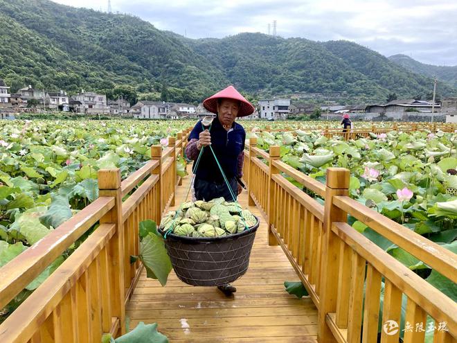 山东莲蓬产地_致富经山东莲蓬_山东农村致富好项目