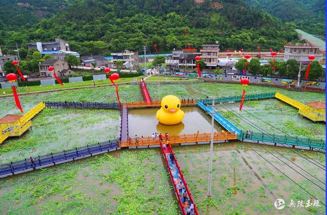 山东莲蓬产地_山东农村致富好项目_致富经山东莲蓬