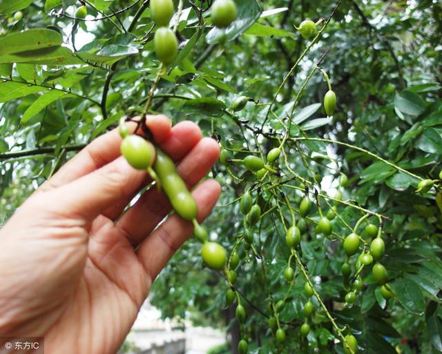 致富绿化种植项目有哪些_种植园林绿化树种致富_绿化种植致富项目