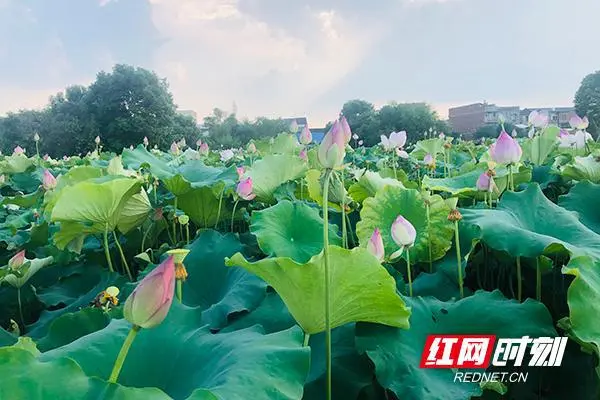 致富经山东莲蓬_山东莲蓬好吃吗_山东农村致富好项目