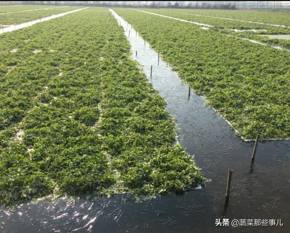 宿迁养殖致富项目_江苏省宿迁市大型养殖场_宿迁对养殖业的政策