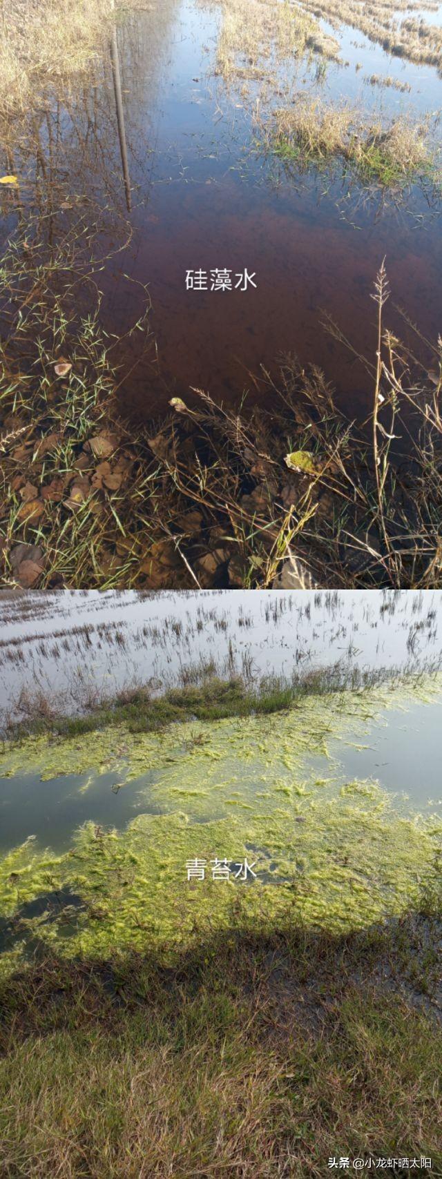 冬季虾田青苔过多，小龙虾养殖户可以通过培育硅藻水来抑制青苔