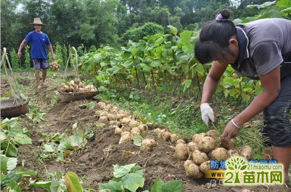 豆薯怎么种植方法如下_豆薯的种植技术_种植技术豆薯视频