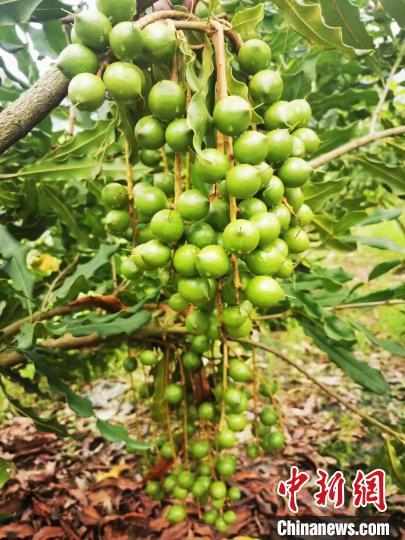 澳洲种植致富项目_澳洲农场可以种植什么_澳大利亚种植什么