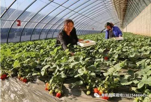 大棚致富项目_阿里大棚种植致富_致富经大棚种植致富经2020