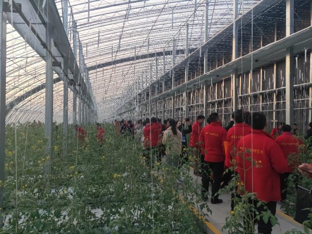 致富经大棚种植致富经2020_阿里大棚种植致富_大棚致富项目