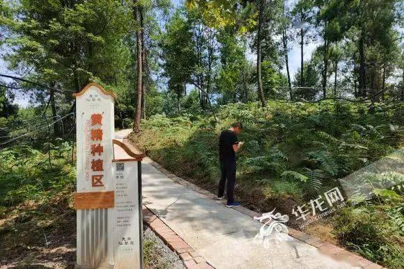 重庆种植什么最赚钱_致富种植重庆项目有哪些_重庆种植致富项目