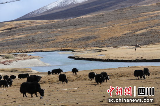 在交行的金融帮扶下，当地牧民的致富路越走越宽。四川交行 供图