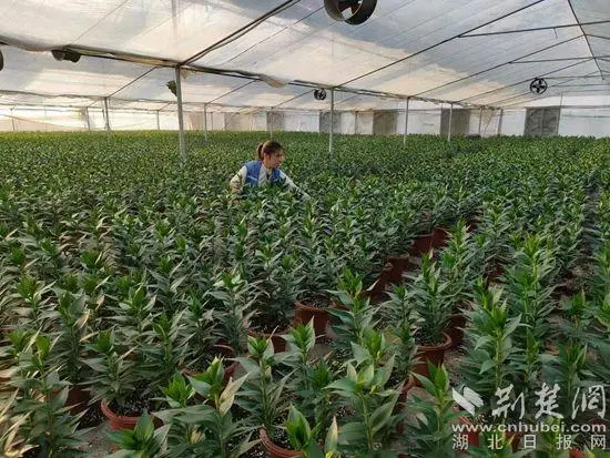 绿化种植致富项目_致富绿化种植项目有哪些_做绿化种植赚钱么