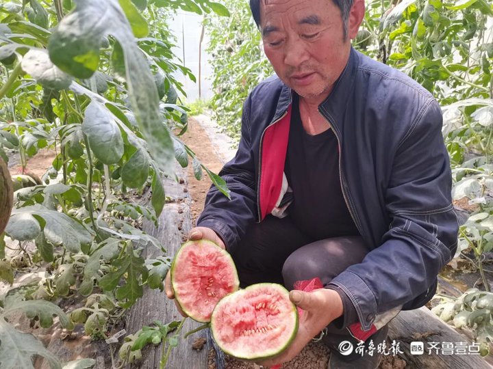 致富辣椒大棚种菜怎么样_辣椒大棚种植_致富经大棚种菜辣椒