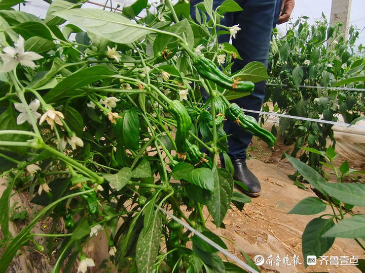 致富经大棚种菜辣椒_辣椒大棚种植_致富辣椒大棚种菜怎么样