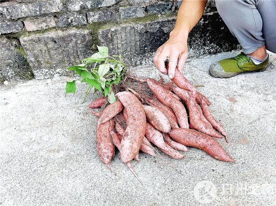 开州区南雅镇蛮洞村发展特色种植拓宽致富路