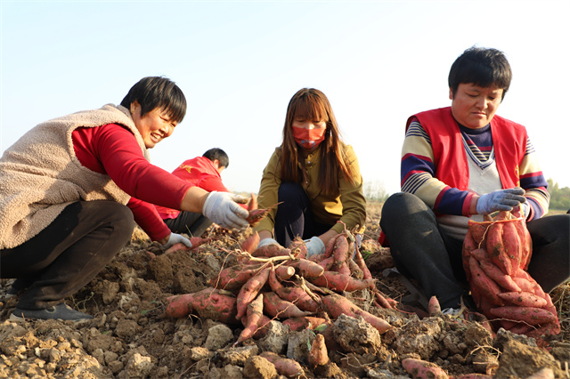 种麦子赚钱吗_致富种植麦子图片_麦子种植致富