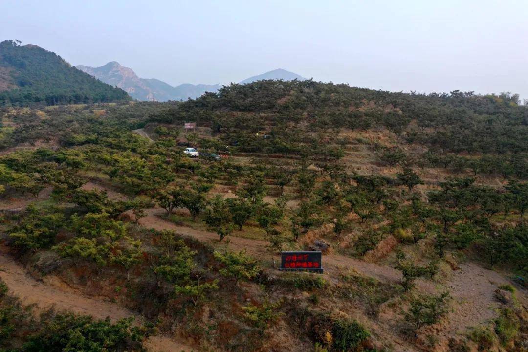 “山里红”照亮致富路