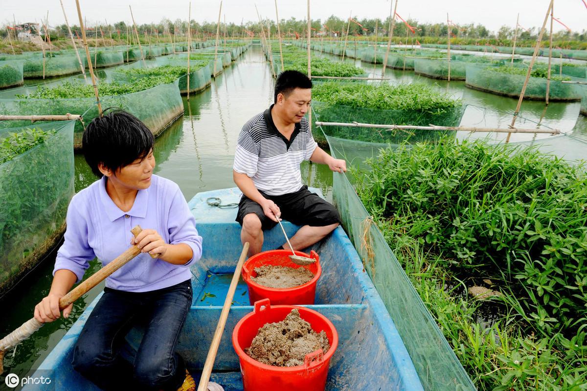 人工黄粉虫养殖技术_人工黄粉虫养殖技术_人工黄粉虫养殖技术