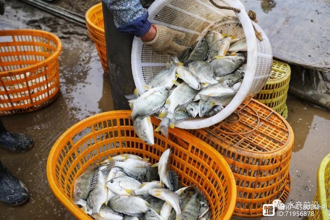 黄鳍鲷的养殖技术_黄鳍鲷鱼养殖技术_黄鳍鲷鱼苗怎么养