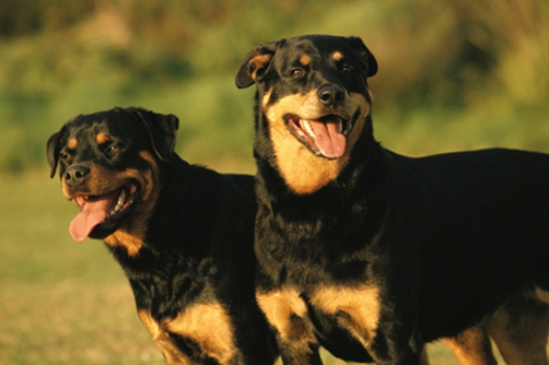 致富经土狗养殖_致富经犬类养殖_致富犬养殖类型有哪些