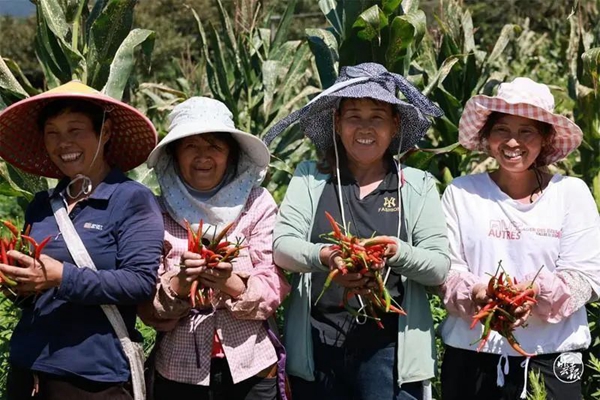 致富淮安种植红椒视频_淮安红椒种植致富_淮安辣椒种植基地