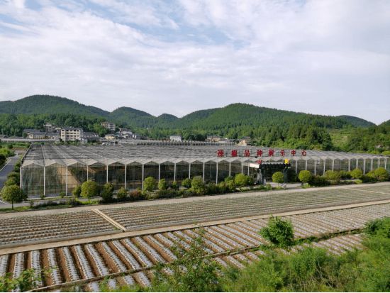 淮安红椒种植致富_淮安红椒的生长指标_致富淮安种植红椒视频