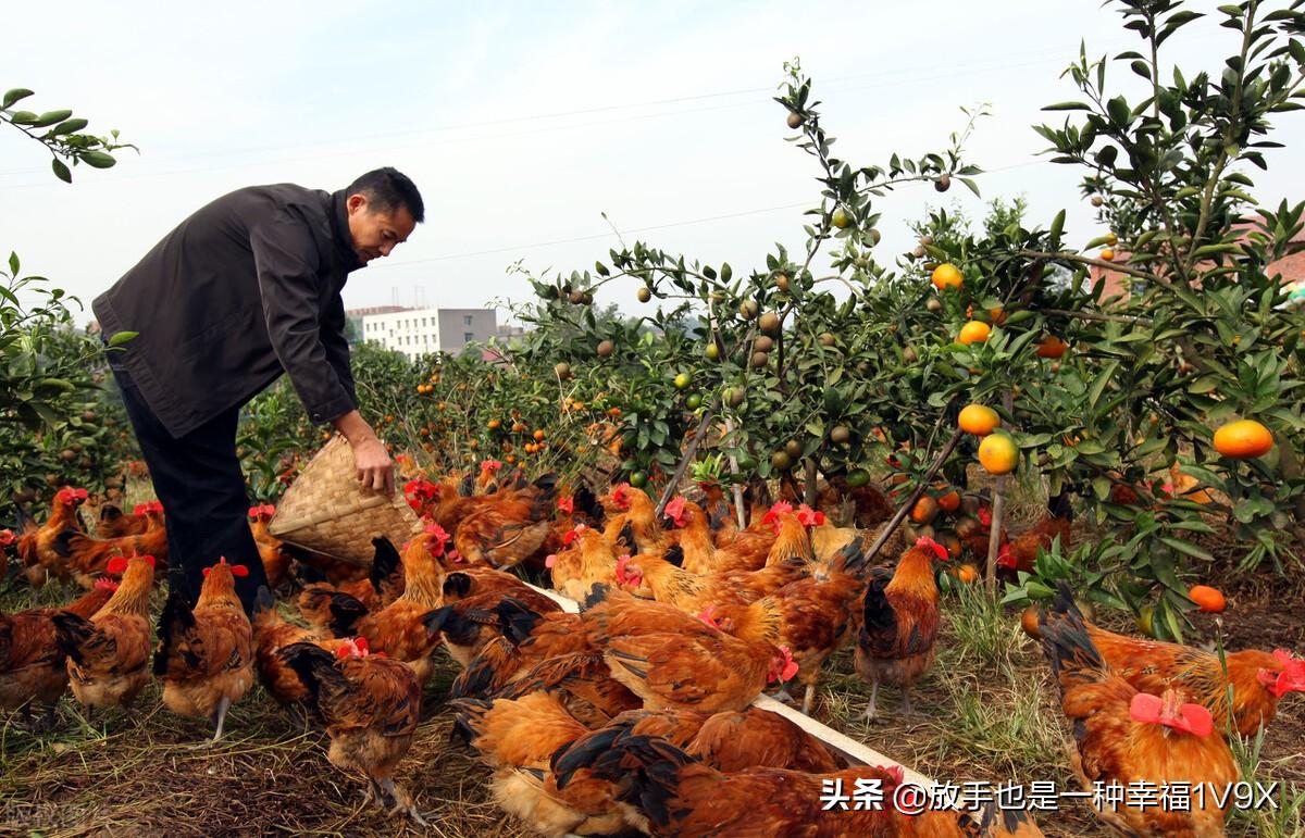 人工育虫技术分享！再也不担心土鸡的健康成长啦