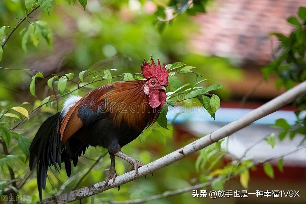 人工黄粉虫养殖技术_人工黄粉虫养殖技术_人工黄粉虫养殖技术