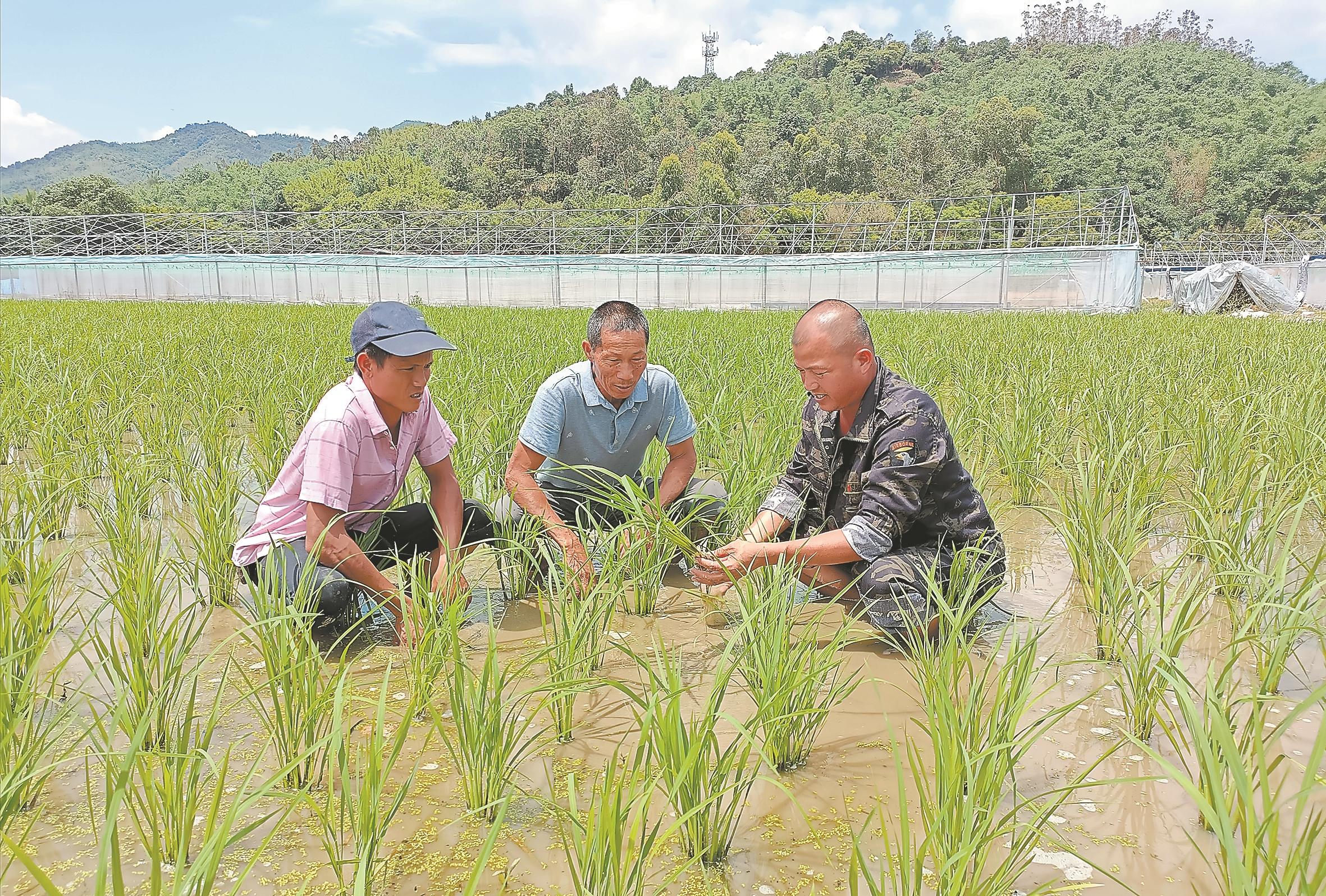 漳州南靖：有一群致富带头人