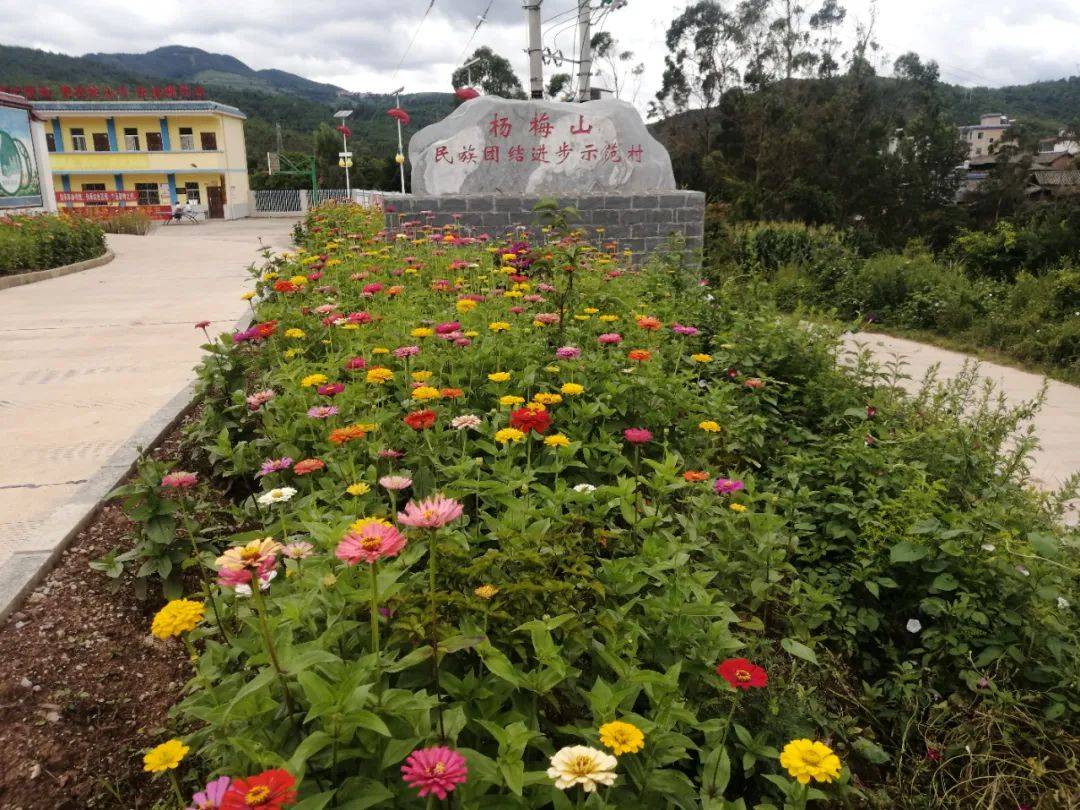 中药材种植致富经_药材种植业致富项目_种植中药材群众致富