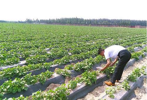 红薯高产种植技术以及田间管理，学会这些其实高产并不难