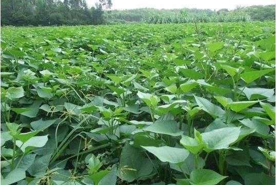 红薯高产种植技术以及田间管理，学会这些其实高产并不难