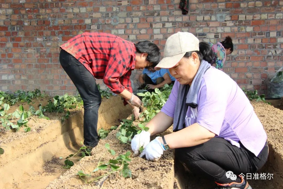 扶贫大棚怎么收费_种植扶贫大棚致富_农村扶贫大棚政策