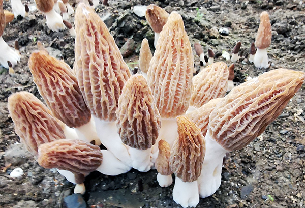 半夏种植技术农广天地_农广天地种植视频_广东半夏种植基地