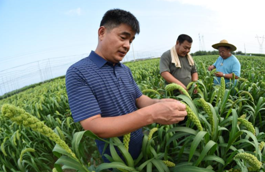 谷子种植致富项目_致富种植谷子项目介绍_种谷子效益