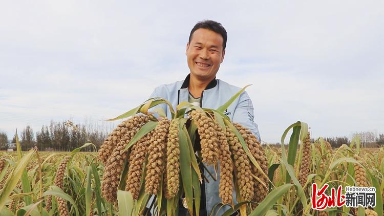 河北涿州因地制宜种植作物 助力农民致富增收