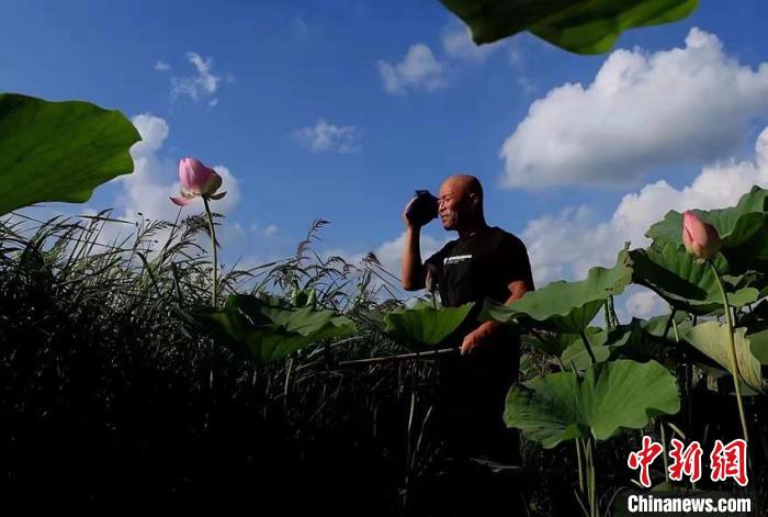 每逢盛夏荷花盛开 郎宝民供图