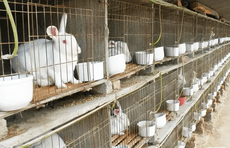 致富养鸡_致富经山洞养鸡_致富经鸡住树上