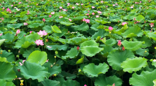 种植莲藕致富_致富种植莲藕怎么样_致富经莲藕种植视频