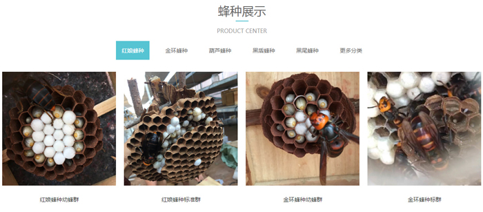 黄蜂养殖技术视频直播_黄蜂养殖技术培训_黄蜂养殖前景