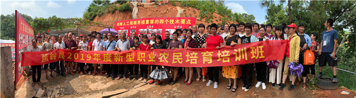 黄蜂养殖前景_黄蜂养殖技术培训_黄蜂养殖技术视频直播