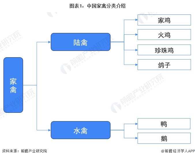 2022年中国家禽养殖行业发展现状分析 家禽养殖规模平稳发展【组图】