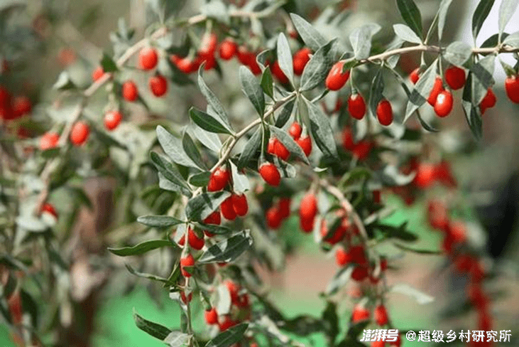 致富经枸杞种植视频_致富枸杞种植技术视频_枸杞 种植  致富