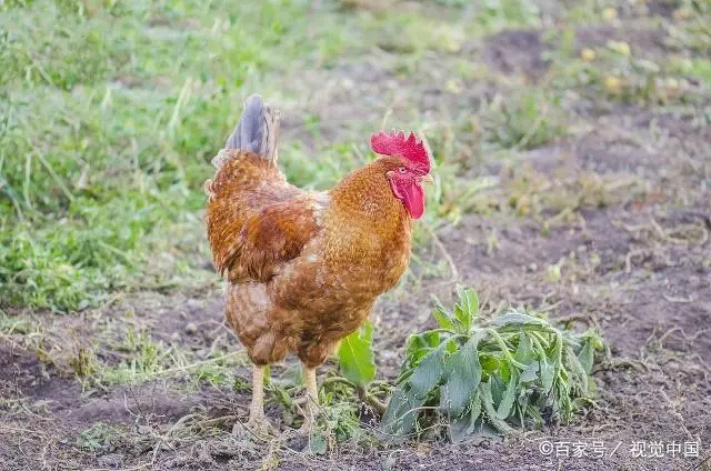 回农村养殖芦花鸡需要多少成本_致富经养在林地里的芦花鸡_致富经芦花鸡养殖