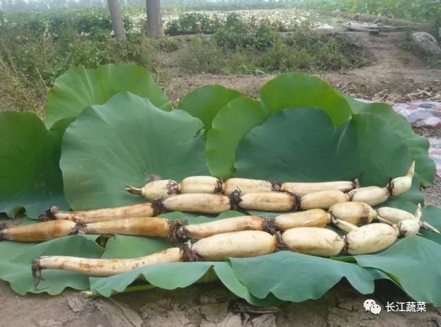 致富种植莲藕怎么样_致富种植莲藕图片_种植莲藕致富