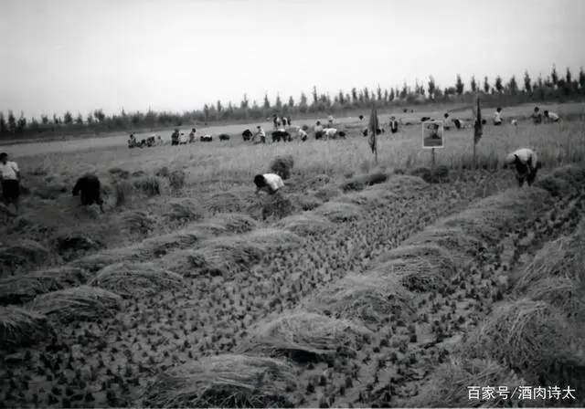 致富经树木种植_种树致富全部视频_致富树木种植视频